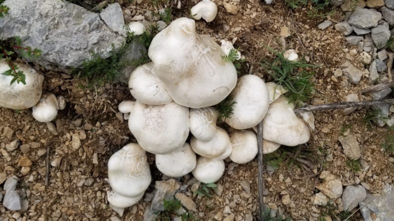 Erzincan'da Doğal Olarak Yetişen Çaşır Mantarı: Kilosu bin 250 TL