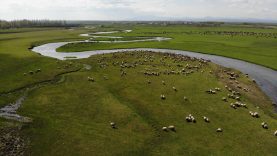 Kars'ta Hayvancılar Baharın Keyfini Çıkarıyor