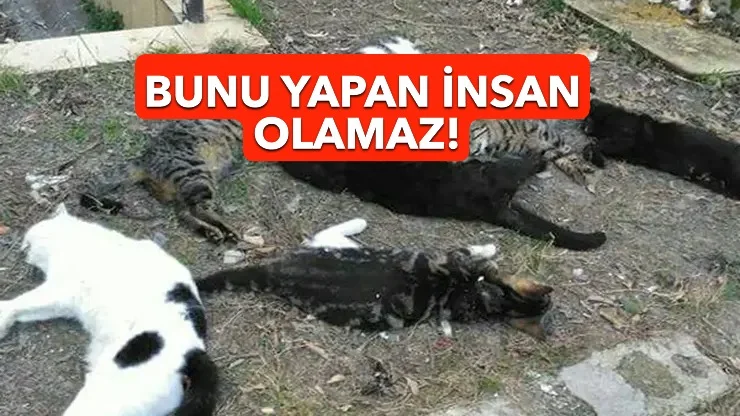 HHE