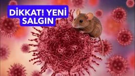 hantavirus