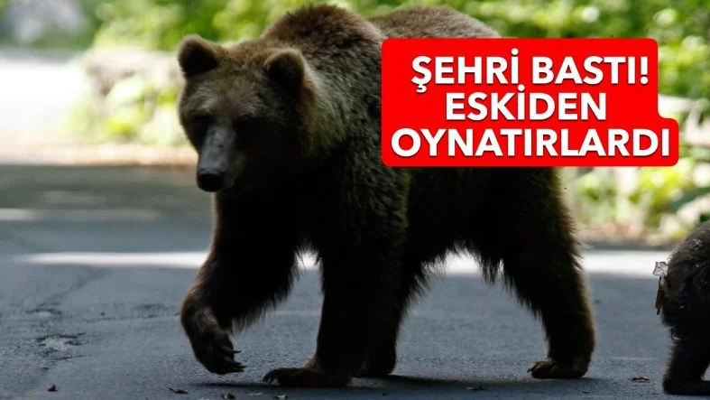 AYICAN
