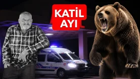 KATİL AYI